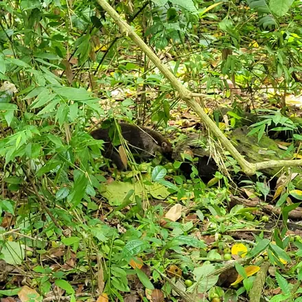 A shy visitor on the forest floor