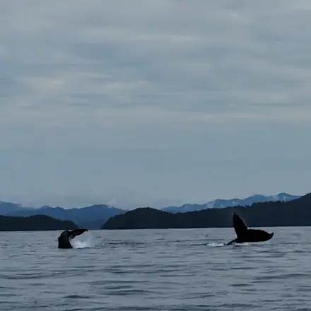 Two humpback whales raising their tails