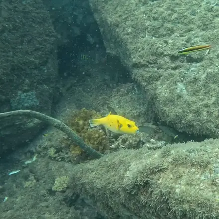A yellow puffer fish on the reef