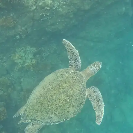 A sea turtle gliding over the reef
