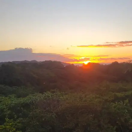 Sunset over the treetops