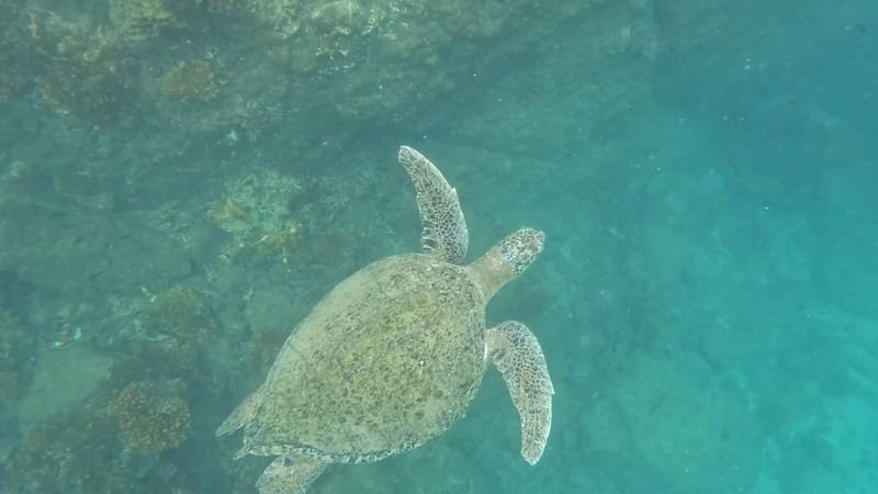 A sea turtle swimming over the reef in clear turquoise water