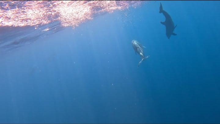Two dolphins swimming in deep blue water near Coiba