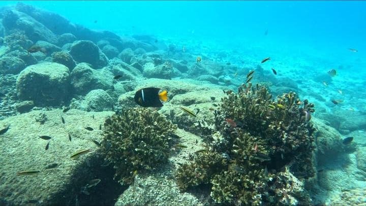 Snorkeling in Coiba National Park: Best Spots, Season and How to Book
