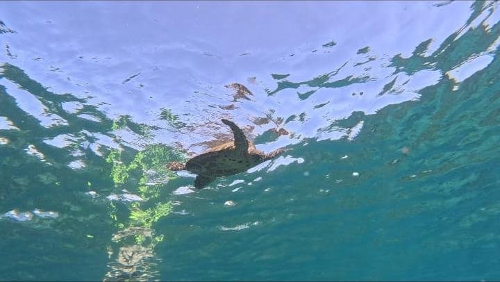 Sea turtle swimming just below the surface near Coiba