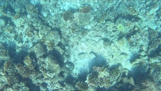 Coral heads and reef fish in clear water at Coiba