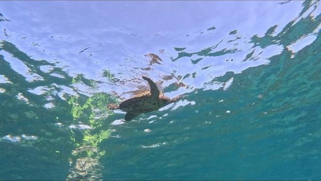 Sea turtle swimming just below the surface near Coiba